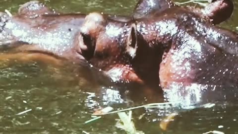 "Unveiling the Wonders of the Hippopotamus: Africa's Mighty River Guardian"