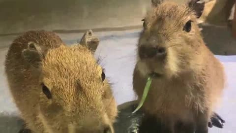 surprise! What is the scum man in the capybara! Please watch today's grapefruit headlines to answer
