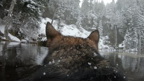 Dog wearing GoPro plays fetch in snowy lake