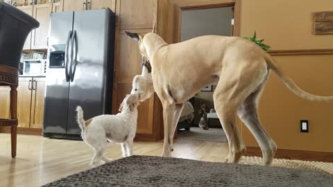 Funny Great Dane and Parson Russell Terrier playing