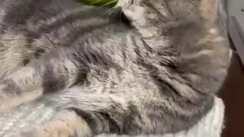Cute cat lays there while a bird dances on its head