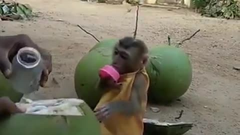 Monkey like kingcoconut