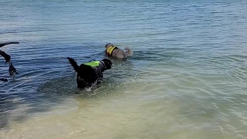 Salty dogs at coon key 2