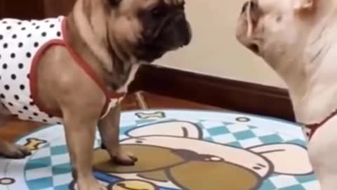 Cats and dogs react so funny. 🦥