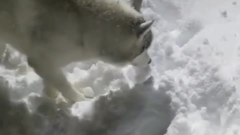 Husky playing in snow