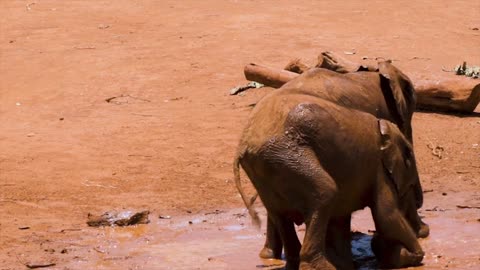 baby elephants playing in the mud