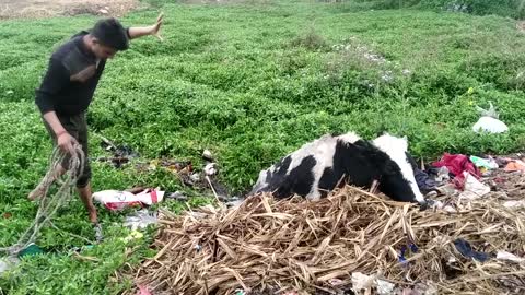 Sinking Cow Rescued from Marsh