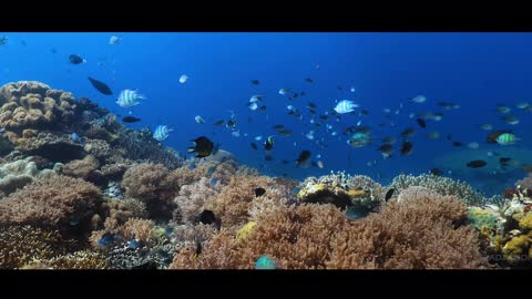 Diving Atlantis Dumaguete !