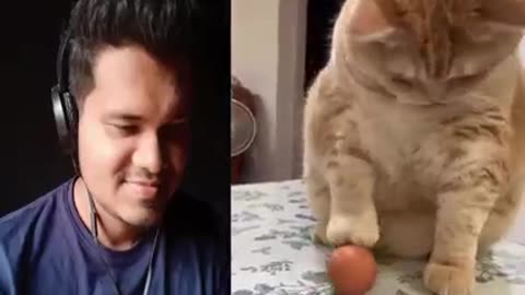 Cat funny clips reaction by me 😍