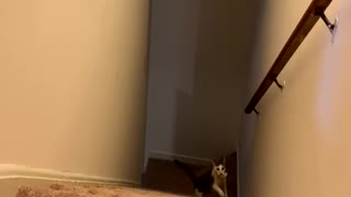 Cat Is A Real Professional In Playing Fetch