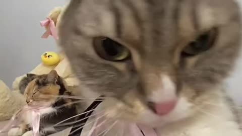 Cute cat looking preety cute||♥️♥️||#Treanding #viral||