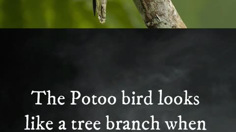 Potoo Bird, Harpy Eagle, Secretary Bird (Animals Facts)