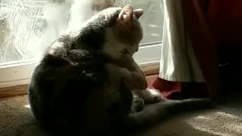 Tidy Cat Unphased By Muddy Puppy That Wants In! Hysterical!