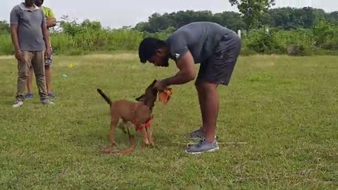 Belgium malinois puppy training videos/Spotlight tamil