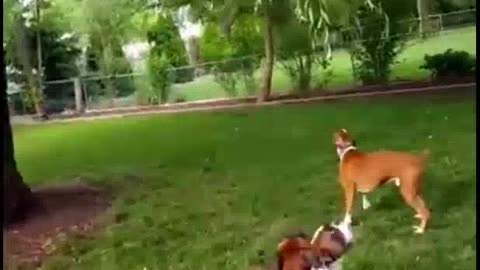 Boxer dogs hilariously jump their highest to reach tree leaves