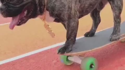 DOG IS DOING SKATING (AMAZING TRAINING)🐕️❤️🥌