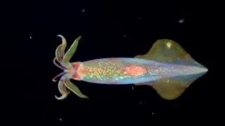 THIS IS A LONGFIN INSHORE SQUID