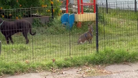 Strange Pet Spotted In Yard