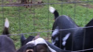 Sweet Little Goats on a Warm Summer Evening