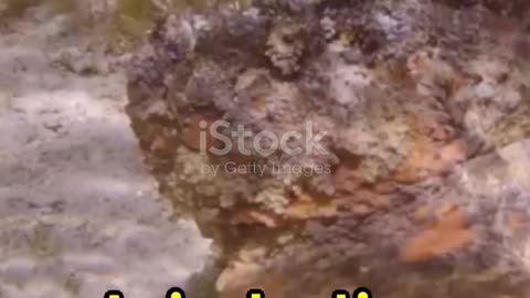 Stonefish: The Hidden Danger