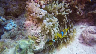 Watch Adorable Yellow Koi Fishes In White Coral Reefs