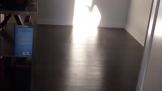White dog barking at owner's shadow