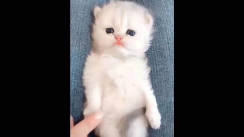 Cute kittens