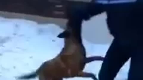 Dangerous Dog attack