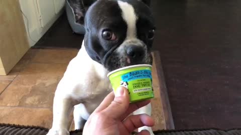 Puppy Loves Ice Cream