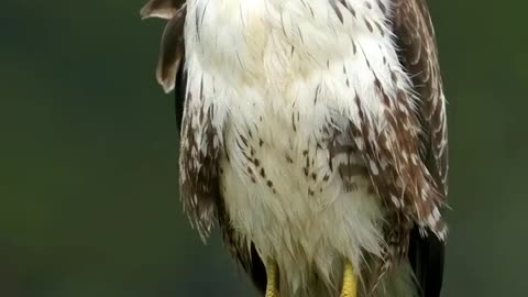 A warrior bird falcon