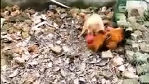 Funny Fight between dog and Chicken! Dog and Cock Fight!!!!
