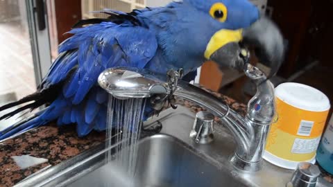 Miss Iris, the Parrot taking a Bath