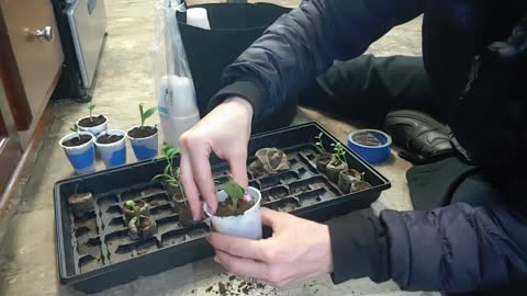 Thinning and Transplanting Peat Pellet Seedlings