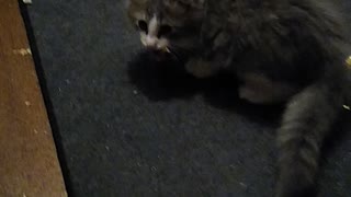 Kitten steals chicken bone