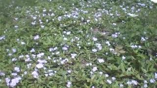 Pequenas flores na grama, são lindas, elas parecem mágicas [Nature & Animals]