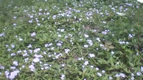 Pequenas flores na grama, são lindas, elas parecem mágicas [Nature & Animals]