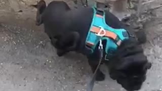 Pug does a handstand to do his business