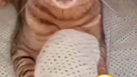 best moments funny cute cat🙀🙀💯🤣😂🐈