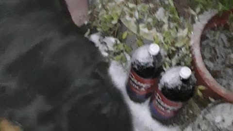 Doggo Peeks from Deep Snow during Outside Break