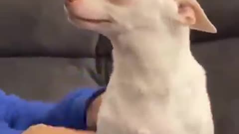 Cute Chihuahua dog