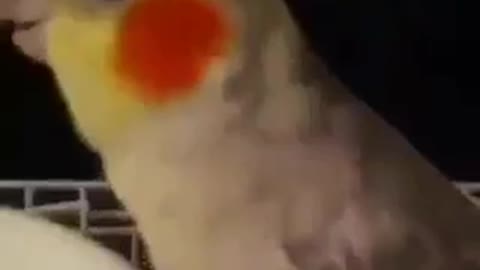 Parrot singing