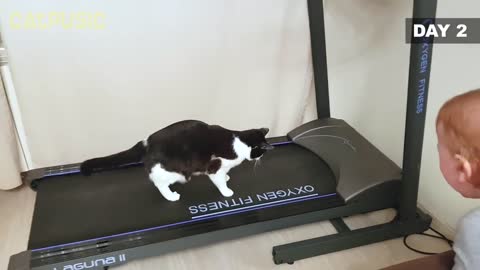 Why am I not at the Olympics?cat lover #cat #gym #funny