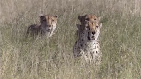 Three Cheetahs Vs Ostrich Life BBC Earth