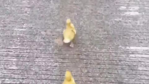 Cute puppy and ducklings race