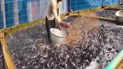 Fish farming, time to feed the fish
