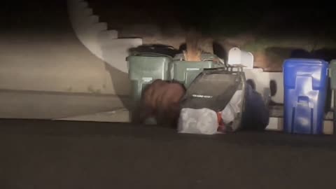 Bear 🐻 cruising a north Rancho Cucamonga neighborhood tonight