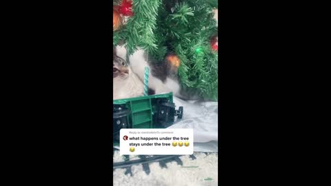Funny dogs and cats videos at christmas
