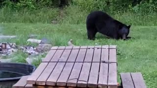 Injured Bear Drops By to Visit His Human Friend