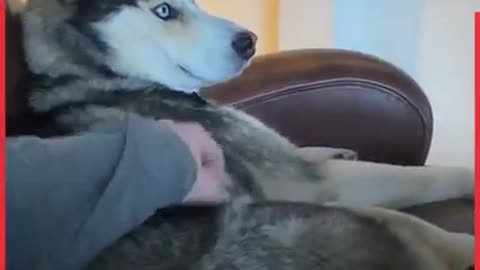 FUNNIEST HUSKIES