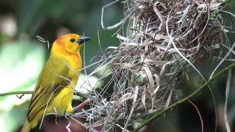 Top 10 Smallest Birds in the World